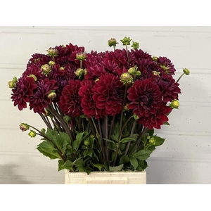 DAHLIA BORDO