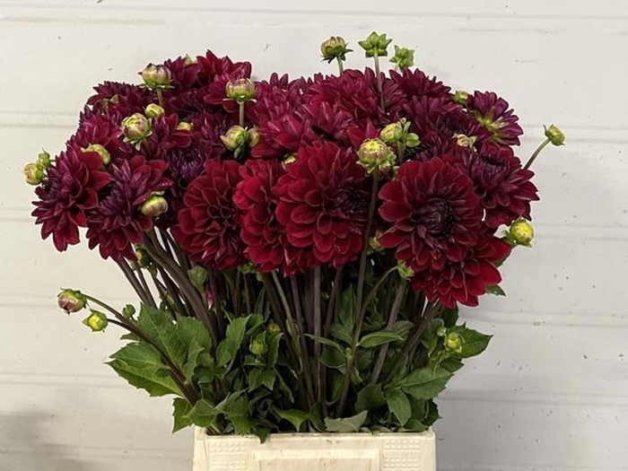<h4>DAHLIA BORDO</h4>