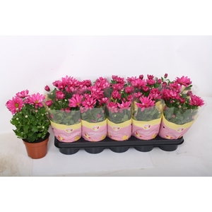 CHRYS JACKSON PURPLE