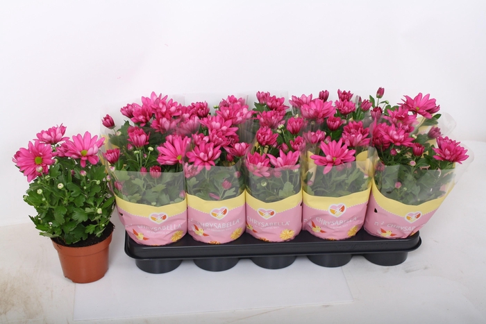 <h4>CHRYS JACKSON PURPLE</h4>