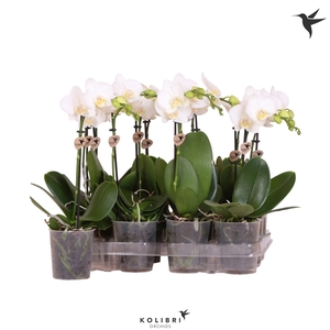 Kolibri Orchids Phalaenopsis White 1 spike