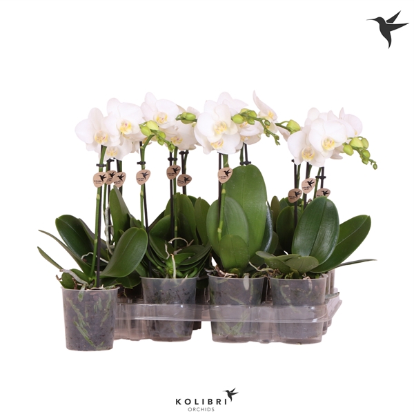 <h4>Kolibri Orchids Phalaenopsis White 1 spike</h4>