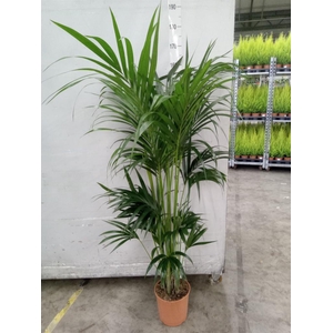 Howea forsteriana