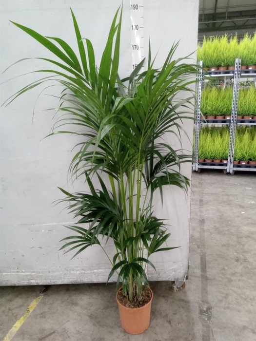 <h4>Howea forsteriana</h4>