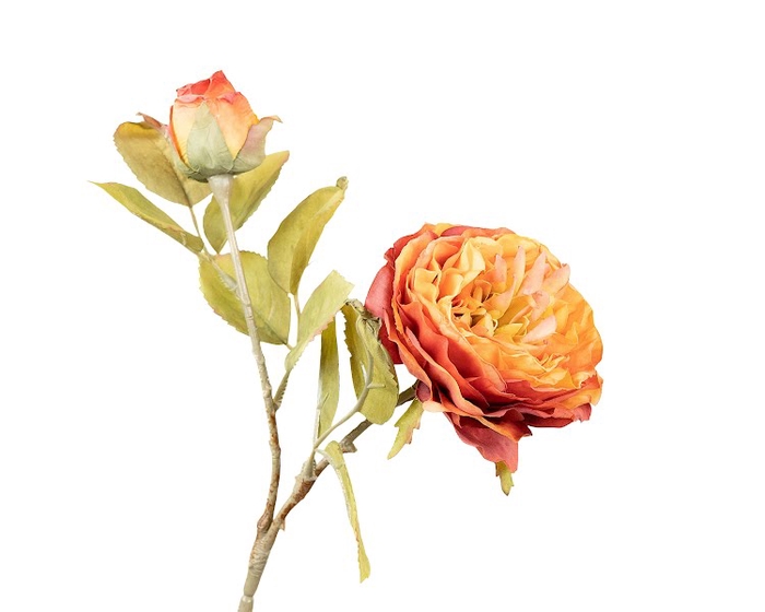 <h4>Rosa Orange Extra</h4>