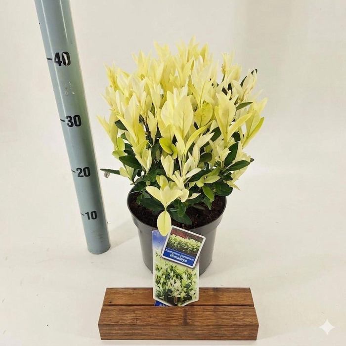 Euonymus japonicus Himalaya