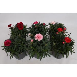Dianthus