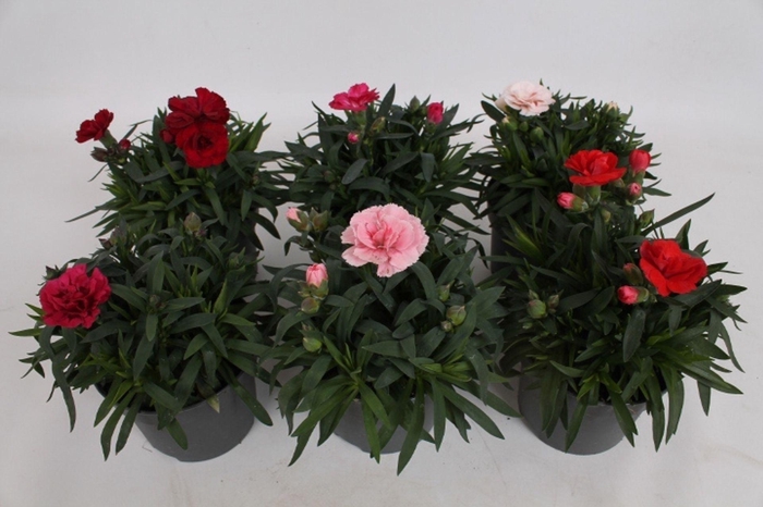 <h4>Dianthus</h4>