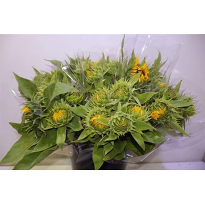 Heli Sunrich Orange X5