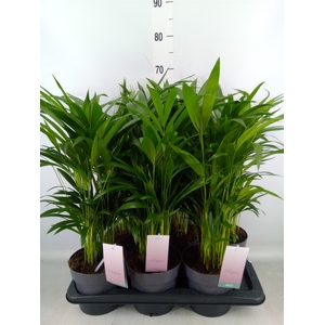 Dypsis lutescens   ...Chrysalidoca