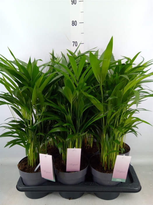 <h4>Dypsis lutescens   ...Chrysalidoca</h4>