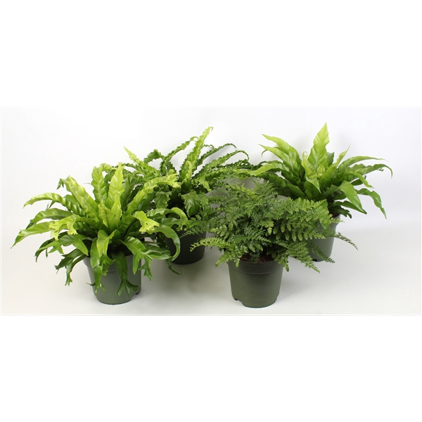 <h4>Asplenium gemengd 21 cm pot</h4>