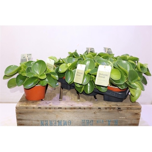 arr8 Pep Obt Green Gold