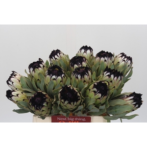Protea Niobe