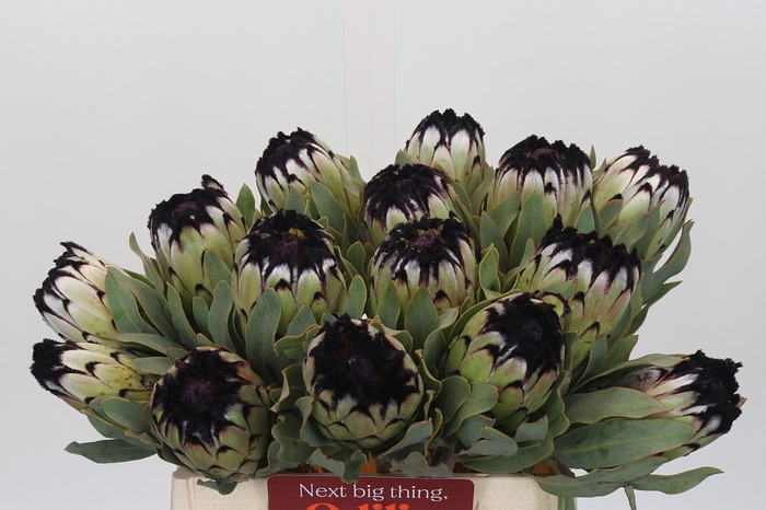 <h4>Protea Niobe</h4>