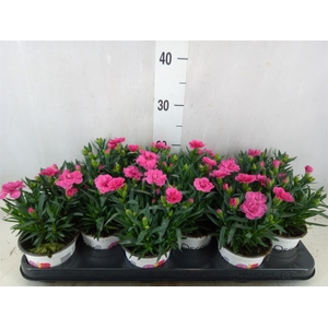 Dianthus  'Oscar Pink Star'