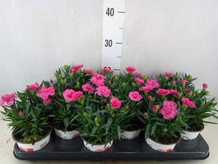 <h4>Dianthus  'Oscar Pink Star'</h4>