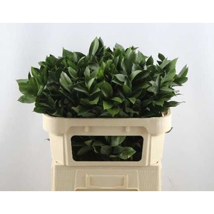 RUSCUS HYPOPHYLLUM