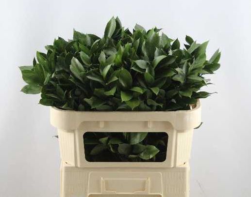 <h4>RUSCUS HYPOPHYLLUM</h4>