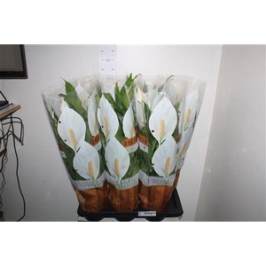 Spath Sweet Chico 5+ P17