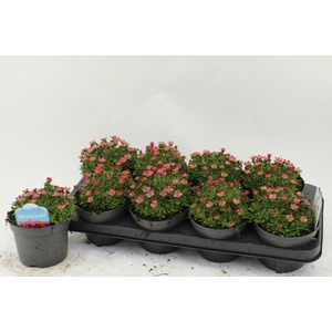 SAXIF AR ICE COL RED