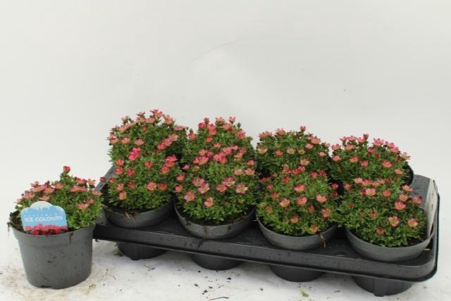 <h4>SAXIF AR ICE COL RED</h4>