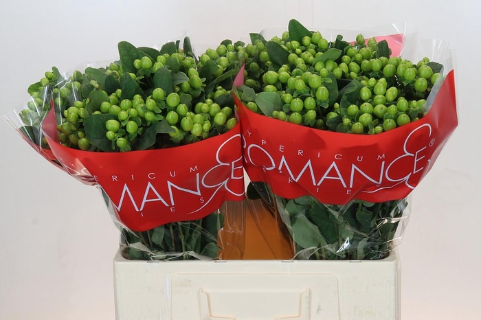 Hypericum Lucky Romance