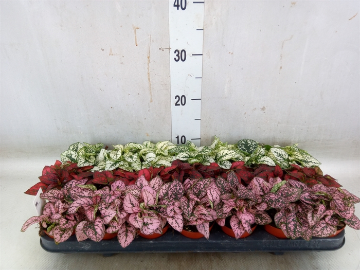 <h4>Hypoestes phyllo.   ...mix</h4>