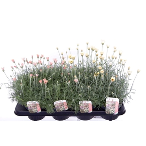 Rhodanthemum mix