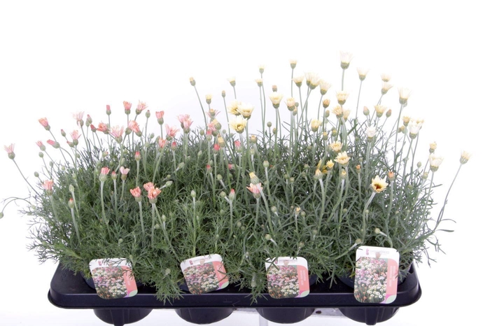 <h4>Rhodanthemum mix</h4>