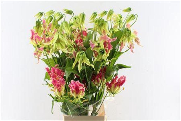 <h4>Gloriosa Pink</h4>
