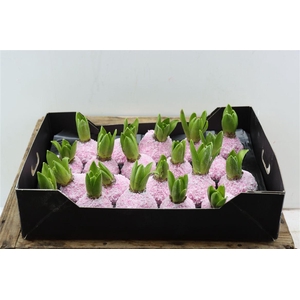 Wax Hyacinth Snow Baby Roze