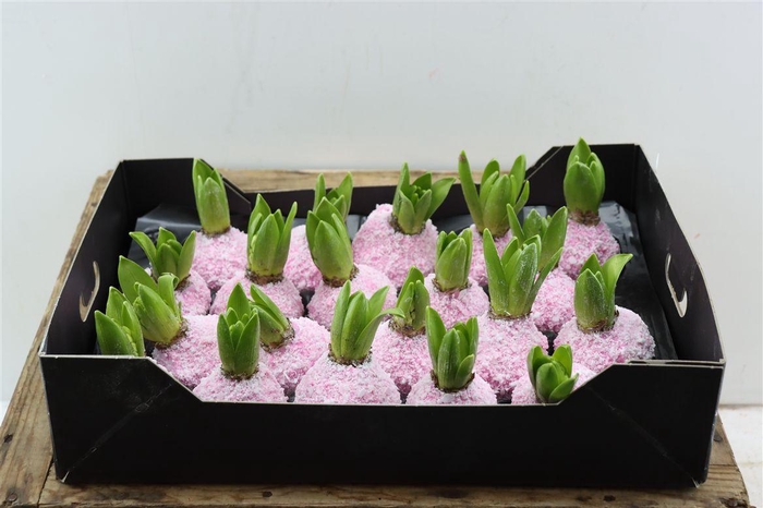 <h4>Wax Hyacinth Snow Baby Roze</h4>