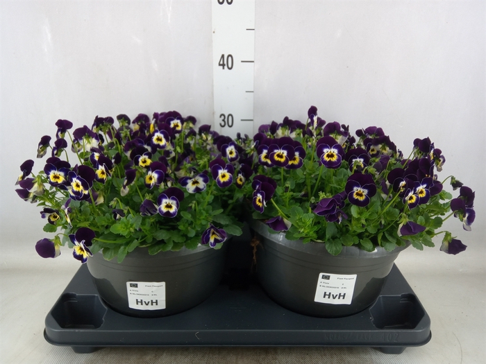 <h4>Viola corn. 'Evo Mini Jolly Face'</h4>