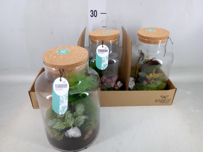 <h4>Arr.   Planten H%</h4>