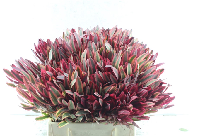 <h4>Leucad Jester</h4>