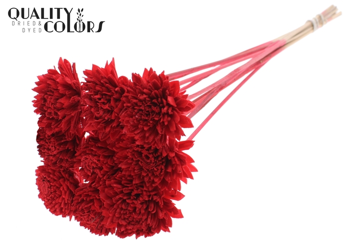 Shola Zinia 6cm on stem Red
