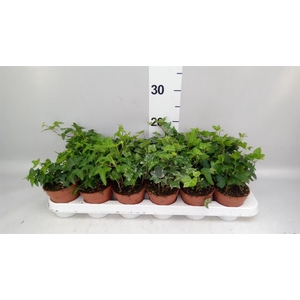 Hedera   ...mix