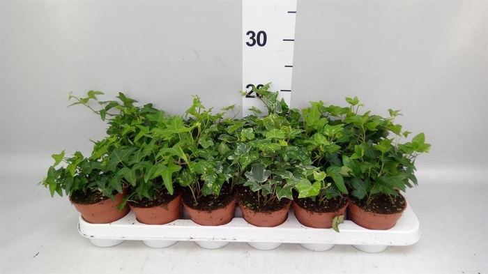 <h4>Hedera   ...mix</h4>