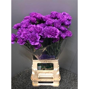 Di St Moonlite 70
