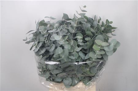 <h4>Euc Cinerea Per Bunch 150 Gram Extra</h4>
