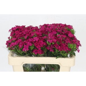 Dianthus Br Amazon Neon Cherry