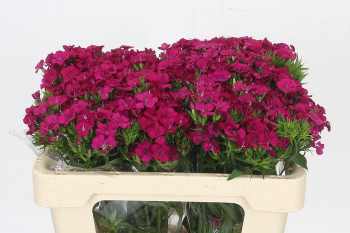 <h4>Dianthus Br Amazon Neon Cherry</h4>