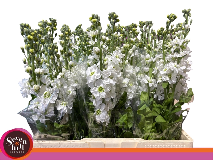 <h4>MATTH AIDA WHITE</h4>