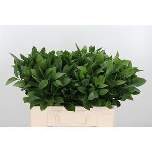 Ruscus