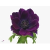 Anemone Mistral Wine