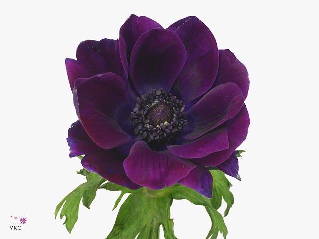 Anemone Mistral Wine