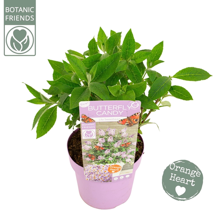 <h4>Buddleja Butterfly Candy 'Lila Sweetheart'®</h4>