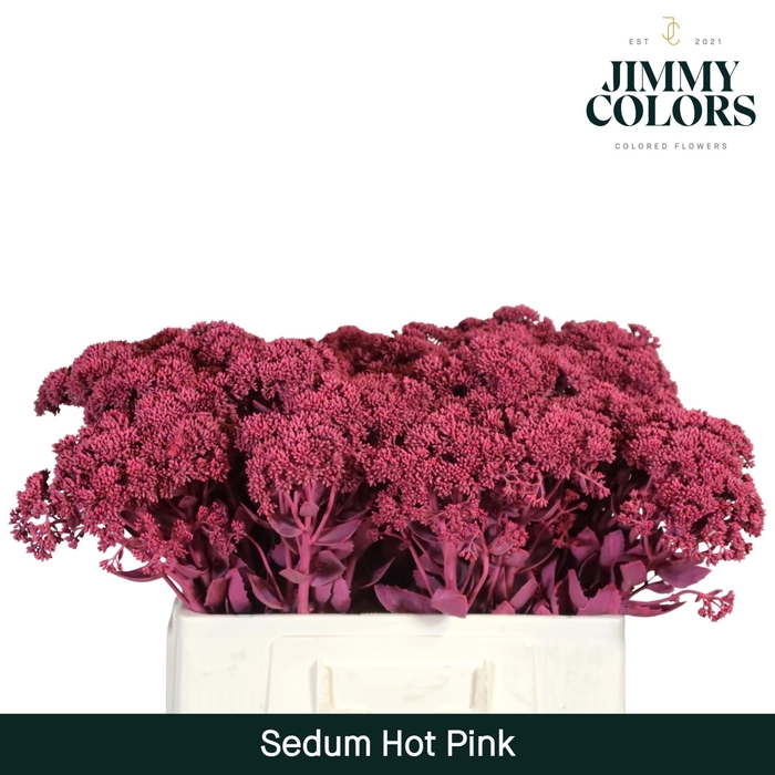 <h4>Sedum L55 Hot Pink</h4>