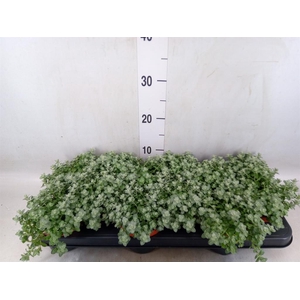 Helichrysum mic. 'Silver Mist'